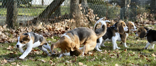 Beaglemeute